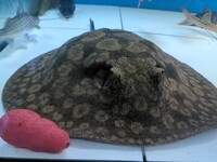 Adult proven pair of Histrix stingrays