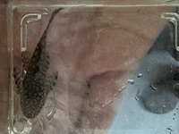 Wabenmuster Pleco 4-5cm £15