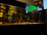 full custom set up 82Lx 31Wx26H 950 litres plus equipment and fish BARGAIN