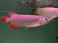 Juvenile Malaysian Super Red Asian Arowana