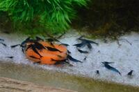 Blue Neocaridina Shrimp