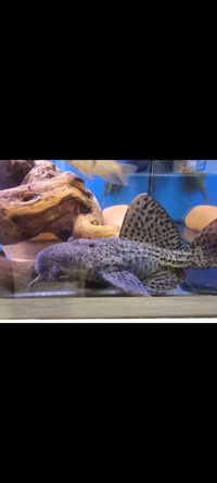 L96 Spiny Monster Pleco