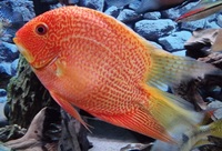 4 x Severum SA Cichlids for Sale - Roughly 10-15cm in Bromley