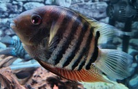 4 x Severum SA Cichlids for Sale - Roughly 10-15cm in Bromley