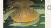 Stingray pup male