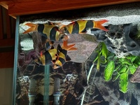 5 x Clown Loaches