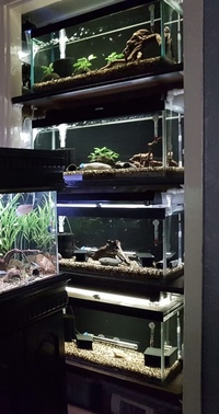 X4 breeding fish tanks 2x2x1 foot