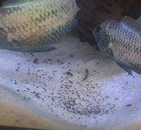 BREEDING PAIR OF ELECTRIC ACARA WITH FRY