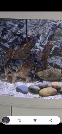 Tropheus dubosi group +fry