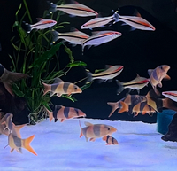 10 clown loach ranging from 4 inch £130 for alll