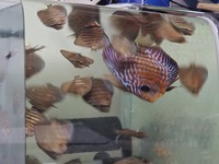 Discus for sale