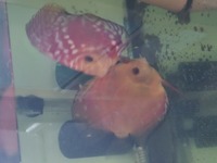 Breeding pair of discus with there young