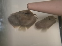 Breeding pair of discus snakeskin