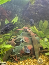 Tropical fish in 4ft tank