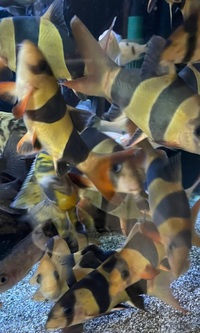 Large group of Clown Loaches