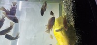 Juvenile Greyshakei mixed cichlids