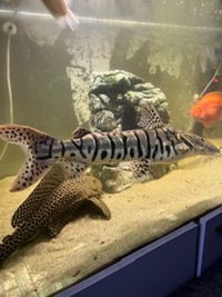 Tiger shovelnose, sailfin plec and gourami