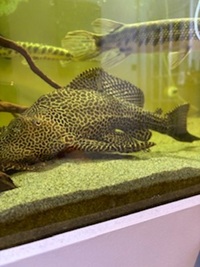 Tiger shovelnose, sailfin plec and gourami