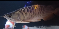 Malaysian golden blue base arowana £480