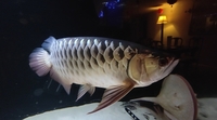 Malaysian golden blue base arowana £480