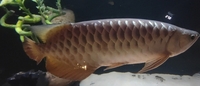 Malaysian golden blue base arowana £480