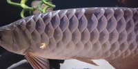 Malaysian golden blue base arowana £480