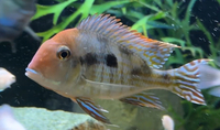 Geophagus Redhead Tapajos