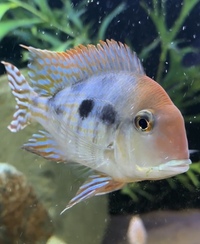 Geophagus Redhead Tapajos