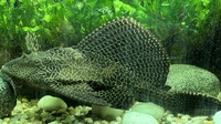 Plecos needing rehoming