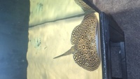 Mini marble stingray male