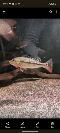 Leu key x albino pearl male breeder 10 inch plus others looking to trade