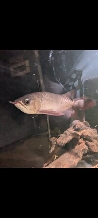 Leu key x albino pearl male breeder 10 inch plus others looking to trade