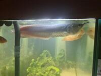 Silver Arowana for sale