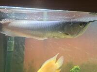 Silver Arowana for sale