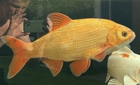 Large Golden Orfe - £35