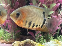 Red neck severum / leopard bush fish / opaline gourami