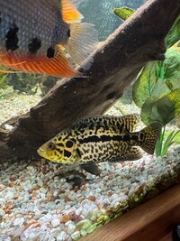 Red sholder Severum, Red spotted Severum, Jaguar Cichlid, Blood parrot