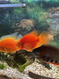 Red sholder Severum, Red spotted Severum, Jaguar Cichlid, Blood parrot