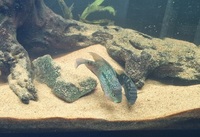 Breeding Pair of Jack Dempsey Cichlids