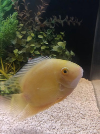 Large 12 inch Sailfin Pleco and Gold Severum