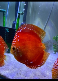 Various discus : Chens