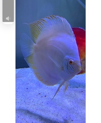 Various discus : Chens