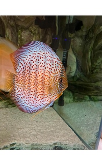 Various discus : Chens