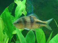 LARGE SPANNER BARB - KUCHIGENSIS/LATERISTRIGA