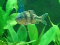 LARGE SPANNER BARB - KUCHIGENSIS/LATERISTRIGA