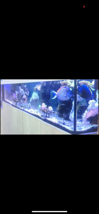 Large Reef Ready Aquarium Tank for hobbyists