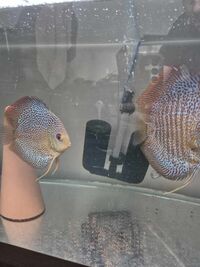 Breeding pair of discus snakeskin