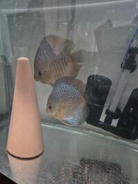 Breeding pair of discus snakeskin