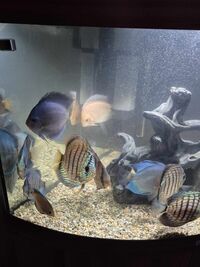 13 Various discus for sale