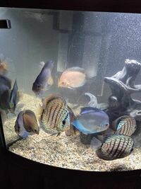 13 Various discus for sale